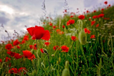 Poppy field before a storm with cloudy day, dramatic sky, fresh spring eveningの写真素材