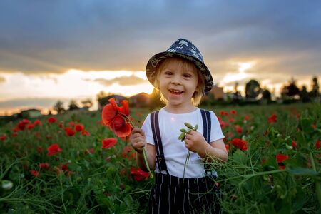 Beautiful toddler boy, child gathering poppies on sunset in beautiful countrysideの写真素材