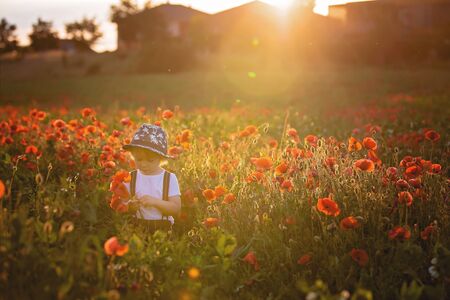 Beautiful toddler boy, child gathering poppies on sunset in beautiful countrysideの写真素材