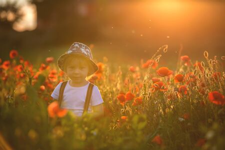 Beautiful toddler boy, child gathering poppies on sunset in beuatiful countrysideの写真素材