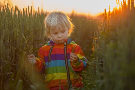Blond child, toddler boy, running in field on sunset, holding wild flowersの写真素材