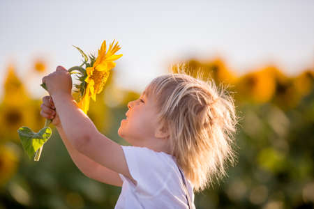 Little toddler boy, child in sunflower field, playing with big flower on sunsetの写真素材