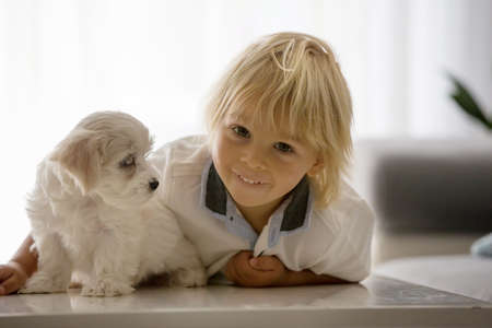 Cute little blond child, toddler boy, playing with white puppy maltese dog at homeの写真素材