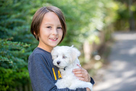 Child, cute boy, playing with dog pet in the park, maltese dog and kid enjoying walk togetherの写真素材