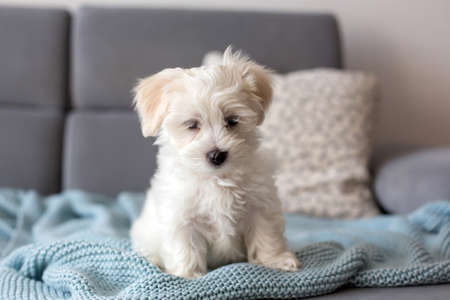 Cute little maltese dog puppy, sitting on the couch at home, curiously looking at cameraの写真素材