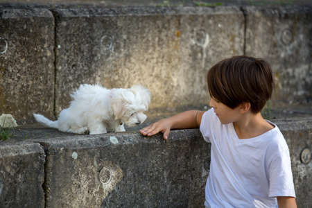 Child, cute boy, playing with dog pet in the park, maltese dog and kid enjoying walk togetherの写真素材