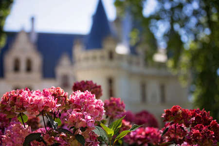 Red flower in the foreground in a beautiful garden, summertimeの写真素材