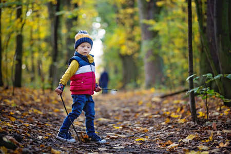 Cute toddler child, boy, playing in forest on sunny autumn dayの写真素材