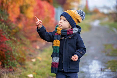 Sweet toddler blond child, cute boy, playing in autumn park with colofrul trees and bushes on a...