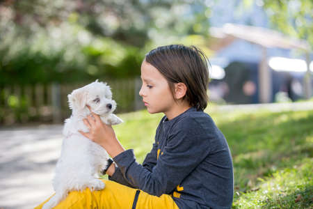 Child, cute boy, playing with dog pet in the park, maltese dog and kid enjoying walk togetherの写真素材