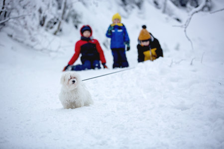 Sweet happy children, brothers, playing in deep snow in forest, frosted trees and beautiful landscapeの写真素材