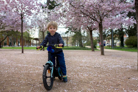 Cute toddler child, boy riding bike in pink blooming sacura garden, playingの写真素材