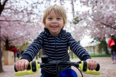 Cute toddler child, boy riding bike in pink blooming sacura garden, playingの写真素材