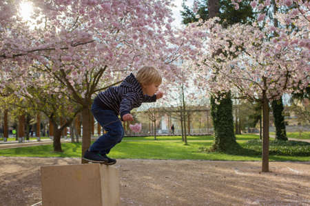Cute toddler child, boy playing happily in pink blooming sacura garden, springtimeの写真素材