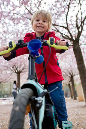 Cute toddler child, boy riding bike in pink blooming sacura garden, playingの写真素材
