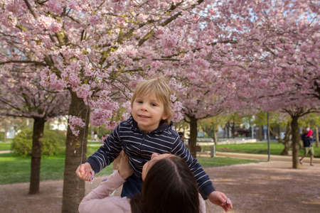 Cute toddler child, boy playing happily in pink blooming sacura garden, springtimeの写真素材
