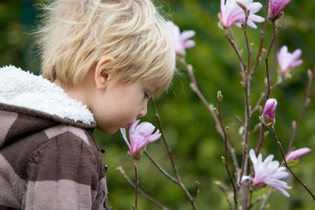 Littler toddler child, boy, standing next to a magnolia tree, smelling itの写真素材