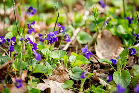 Little child, boy, gathering wild purple spring flowers in the forest