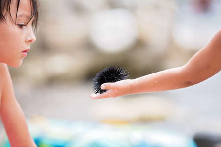 Cute child, blond toddler boy, holding sea urchin on the beach, summertimeの写真素材
