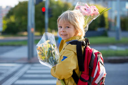 Cute preschool child, waiting on a red light to cross the street, caring bouquets of flowers for teachers, going to preschool, first day at schoolの写真素材