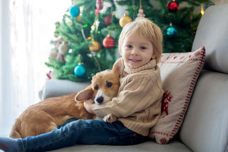 Cute toddler child. boy, hugginh baby puppy corgi dog at home on Christmas in front of christmas treeの写真素材