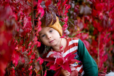Cute toddler child with leaves, sitting in autumn park with his pet dogの写真素材