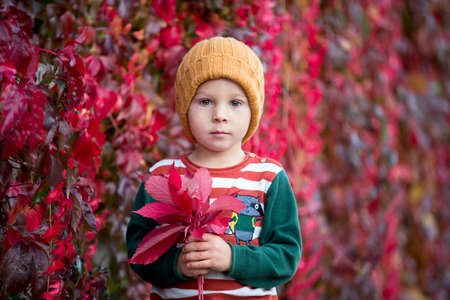 Cute toddler child with leaves, sitting in autumn park with his pet dogの写真素材