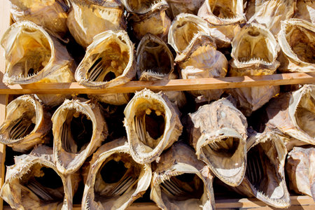 Dried fish, exhibited for tourists, southwest village on Lofoten islands, northern Norway