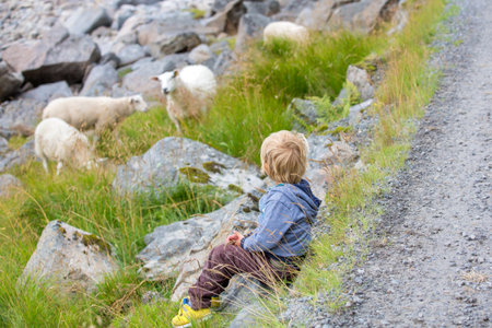Cute child, blond boy, walking on a road with sheeps in Lofoten, Norwayの写真素材