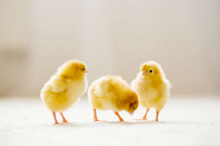 Little cute baby chicks in a bucket, playing at home, yellow newborn baby chicksの写真素材