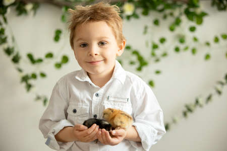 Cute child at home with little newborn chicks, enjoying, cute kid and animal friend in a sunny room