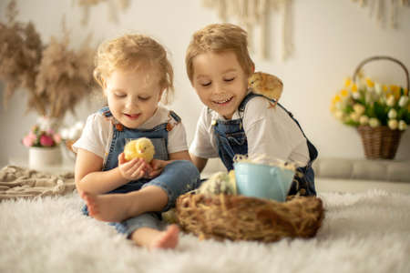 Cute children, boy and girl siblings at home with little newborn chicks, enjoying, cute kid and...