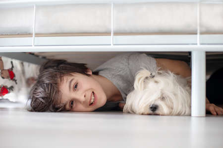Preteen child and maltese dog, hiding under the bed at homeの写真素材