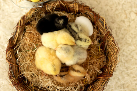 Little newborn chicks in a nest, cute newborn birds in a sunny room