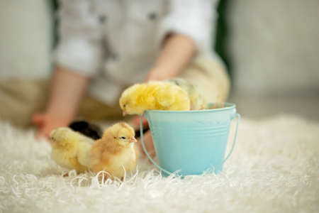 Cute child at home with little newborn chicks, enjoying, cute kid and animal friend in a sunny roomの写真素材