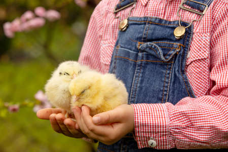 Cute sweet little blond child, toddler boy, playing with little chicks in the park, baby chicks and kid playingの写真素材