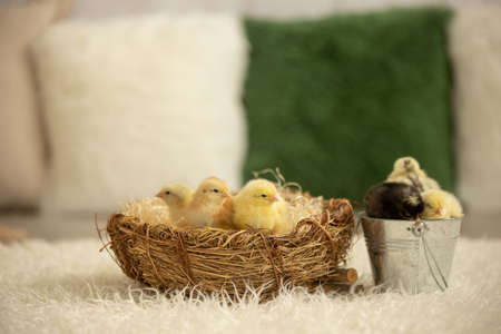 Little newborn chicks in a nest, cute newborn birds in a sunny roomの写真素材
