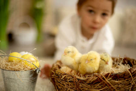 Cute child at home with little newborn chicks, enjoying, cute kid and animal friend in a sunny room