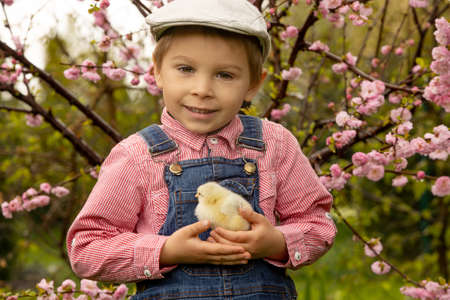 Cute sweet little blond child, toddler boy, playing with little chicks in the park, baby chicks and...