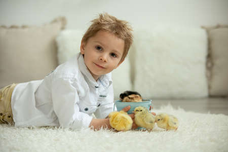 Cute child at home with little newborn chicks, enjoying, cute kid and animal friend in a sunny roomの写真素材