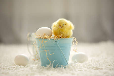 Little newborn chicks in a nest, cute newborn birds in a sunny room