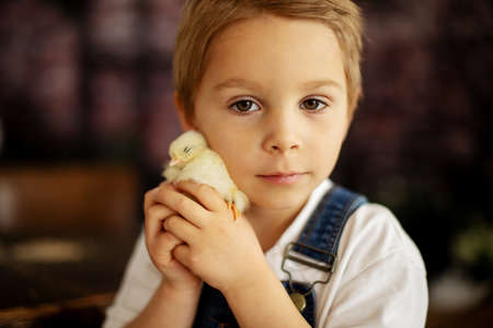 Cute child at home with little newborn chicks, enjoying, cute kid and animal friend in a sunny room