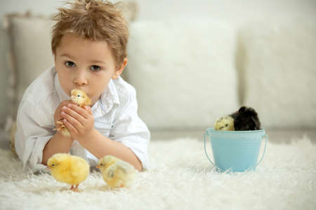 Cute child at home with little newborn chicks, enjoying, cute kid and animal friend in a sunny room