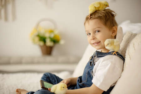 Cute child at home with little newborn chicks, enjoying, cute kid and animal friend in a sunny roomの写真素材