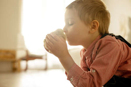 Cute child at home with little newborn chicks, enjoying, cute kid and animal friend in a sunny roomの写真素材
