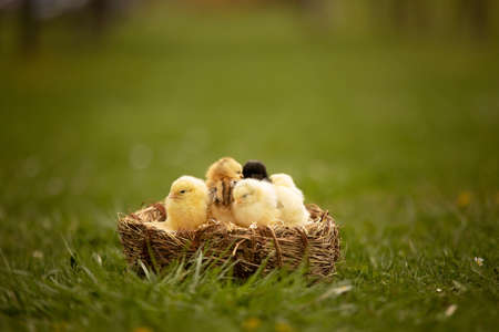 Little newborn chicks in a nest, cute newborn birds in the park, springtimeの写真素材