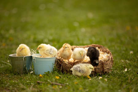 Little newborn chicks in a nest, cute newborn birds in the park, springtime