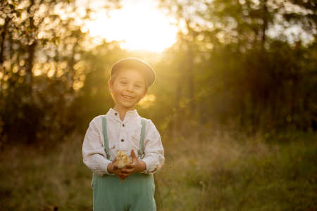 Beautiful toddler boy, child in vintage clothing, playing with little chicks in the park under blooming tree in garden, outdoors on sunsetの写真素材