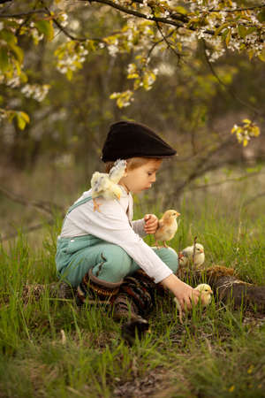 Beautiful toddler boy, child in vintage clothing, playing with little chicks in the park under...