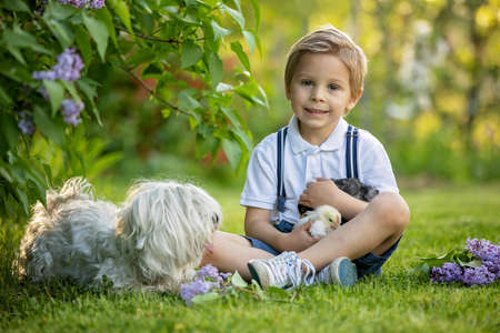Beautiful toddler boy, child in vintage clothing, playing with little chicks in the park under...